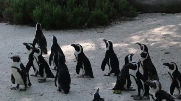 Pinguïns Warmen Zon Het Dierentuin Park Hoge Kwaliteit Beeldmateriaal — Stockvideo