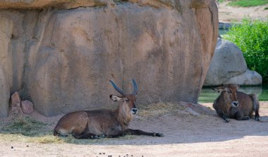 Hayvanat bahçesi macera parkında antiloplar. Yüksek kalite fotoğraf