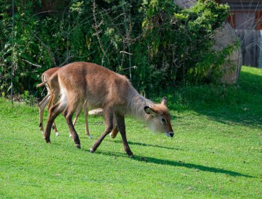 Hayvanat bahçesi macera parkında antiloplar. Yüksek kalite fotoğraf