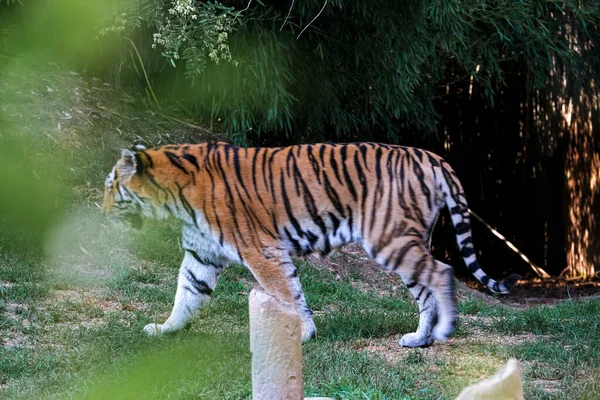 Tiger Zoo Äventyrspark Högkvalitativt Foto — Stockfoto