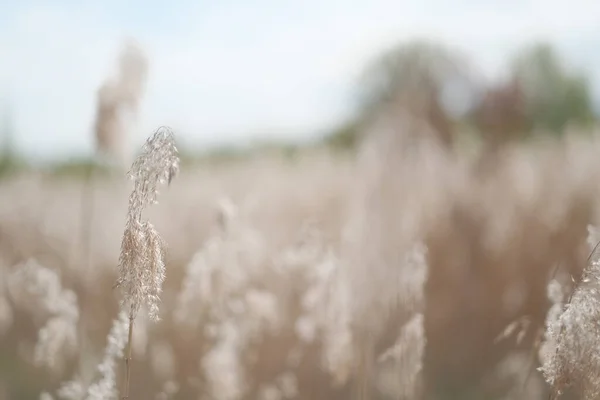 tall dry grass in italian summer backdrop background. High quality photo