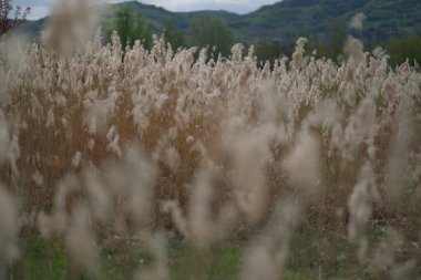 İtalya yaz mevsiminde arka planda uzun, kuru çimenler. Yüksek kalite fotoğraf