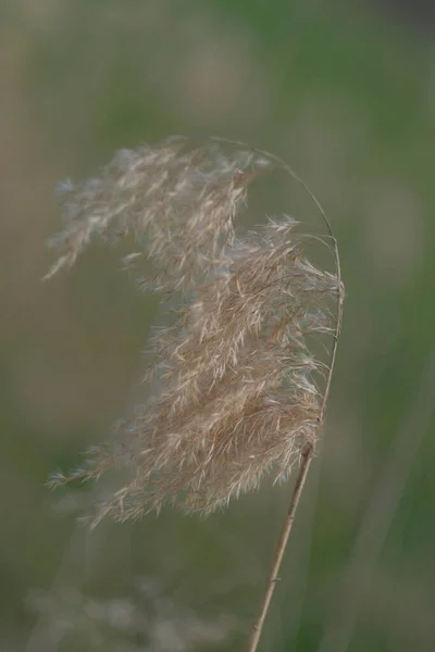 背の高いイタリアの夏の背景の乾燥草 高品質の写真 — ストック写真