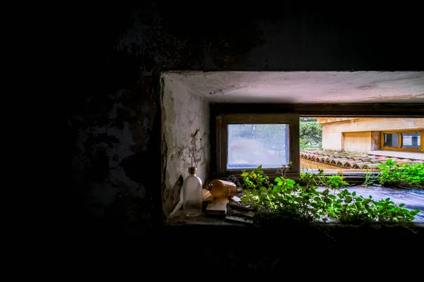 Couloir Envahi Par Des Arbustes Des Branches Dans Maison Abandonnée — Photo