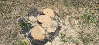 Üste yeni kesilmiş ağaç gövdesi talaşla kaplı. Yüksek kalite fotoğraf