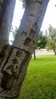 Graffiti oymalı huş ağacı kabuğu. Yüksek kalite fotoğraf