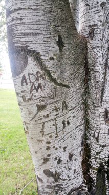 Graffiti oymalı huş ağacı kabuğu. Yüksek kalite fotoğraf