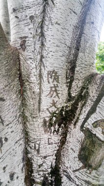 Graffiti oymalı huş ağacı kabuğu. Yüksek kalite fotoğraf