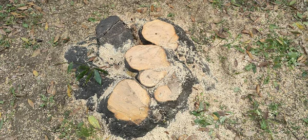 Üste yeni kesilmiş ağaç gövdesi talaşla kaplı. Yüksek kalite fotoğraf