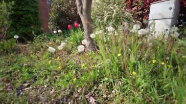 Manikürlü bahçede karahindibalı kır çiçekleri. Yüksek kalite 4k görüntü