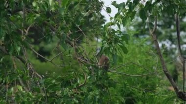 Safari hayvanat bahçesi parkındaki bir ağaçtaki lemur. Yüksek kalite 4k görüntü