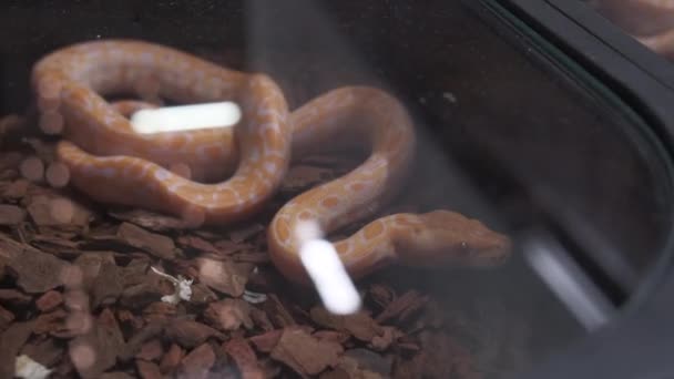Змея Альбинос Террариуме Высококачественные Кадры — стоковое видео