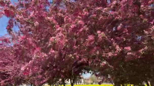 Panorama Árboles Con Flores Rosadas Avenida Imágenes Alta Calidad — Vídeo de stock