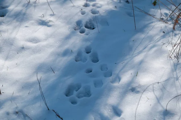 stock image animal footprints in the snow in sunny day. High quality photo