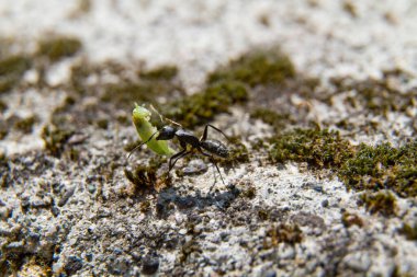 Karınca yuvadaki makro fotoğrafa tırtıl taşıyor. Yüksek kalite fotoğraf