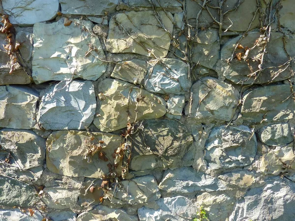 Parede Pedra Com Escalada Hera Dia Ensolarado Foto Alta Qualidade — Fotografia de Stock