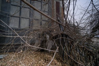 Koridoru terk edilmiş evdeki çalılar ve dallar işgal etti. Yüksek kalite fotoğraf