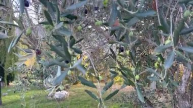 Olgun çiçeklerdeki meyvelerle dolu zeytin ağacı hasat için hazır. Yüksek kalite 4k görüntü