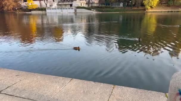Patos Rio Pôr Sol Turim Imagens Alta Qualidade — Vídeo de Stock