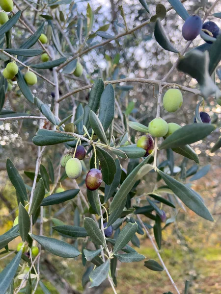 Green Olives Luxuriant Ripe Plant High Quality Photo — Foto Stock