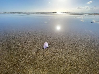 cockle shell on the beach in the waves seabed postcard. High quality photo