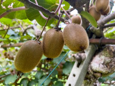 green kiwi tree ripe plant and fruit. High quality photo