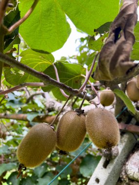 green kiwi tree ripe plant and fruit. High quality photo