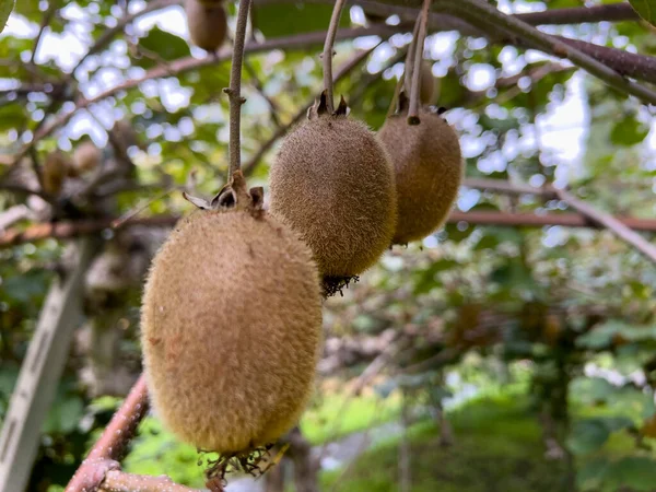 绿猕猴桃树成熟的植物和果实 高质量的照片 — 图库照片