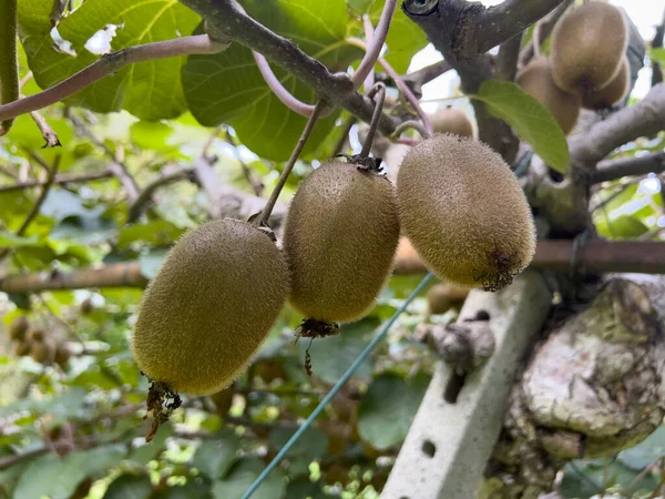 Green Kiwi Tree Ripe Plant Fruit High Quality Photo — Stock fotografie