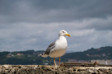 seagull on the surrounding wall of the medieval castle of Lerici in Liguria Italy. High quality photo
