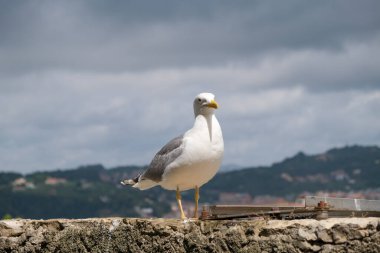 seagull on the surrounding wall of the medieval castle of Lerici in Liguria Italy. High quality photo
