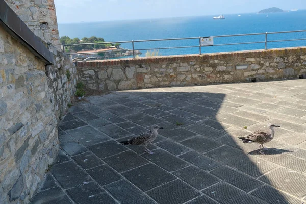 Young Seagull Surrounding Wall Medieval Castle Lerici Liguria Italy High — Foto Stock