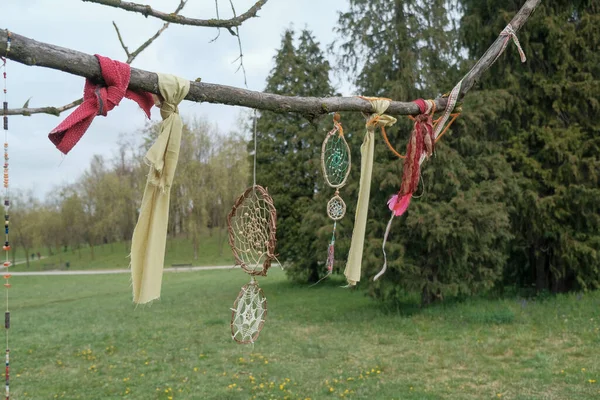 dream catcher hanging from tree branch. High quality photo