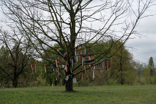 Dream Catcher Hanging Tree Branch High Quality Photo — Fotografia de Stock