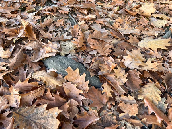 Fallen Autumn Oak Leaves High Quality Photo — Stock fotografie