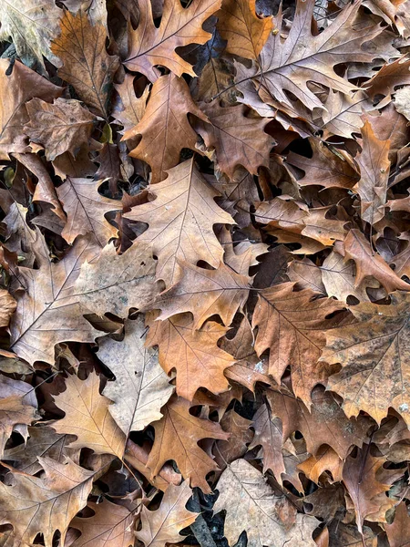 Fallen Autumn Oak Leaves High Quality Photo — Stockfoto
