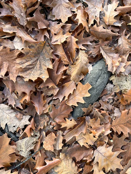 Fallen Autumn Oak Leaves High Quality Photo — Stock Fotó