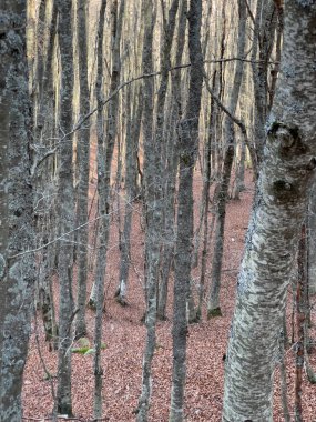 beech woods in the Tuscan-Emilian Apennines. High quality photo