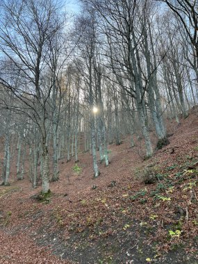 beech woods in the Tuscan-Emilian Apennines. High quality photo