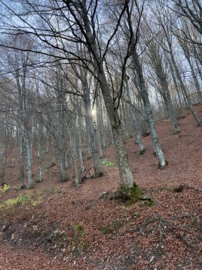 beech woods in the Tuscan-Emilian Apennines. High quality photo