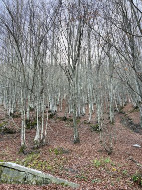 beech woods in the Tuscan-Emilian Apennines. High quality photo