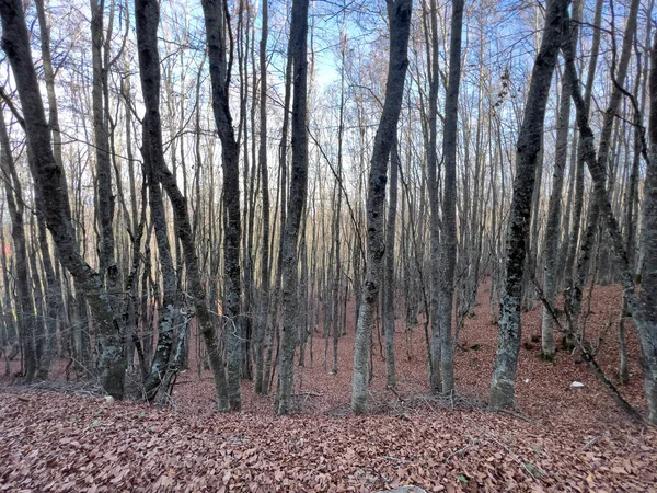 トスカーナ エミリアン アペニンのブナの森 高品質の写真 — ストック写真