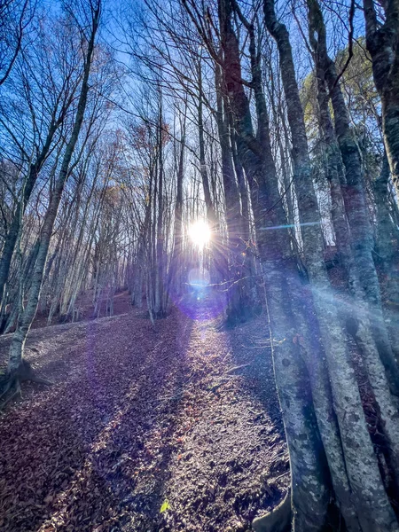 Beech Woods Tuscan Emilian Apennines High Quality Photo — Stock Photo, Image