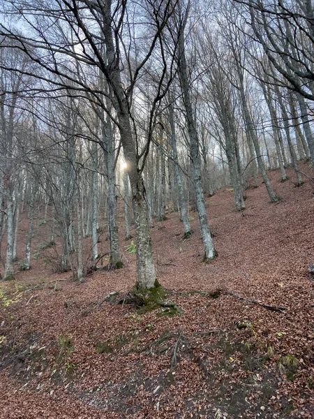 Beech Woods Tuscan Emilian Apennines High Quality Photo — Stockfoto