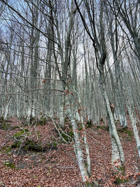 Beech Woods Tuscan Emilian Apennines High Quality Photo — Stok fotoğraf