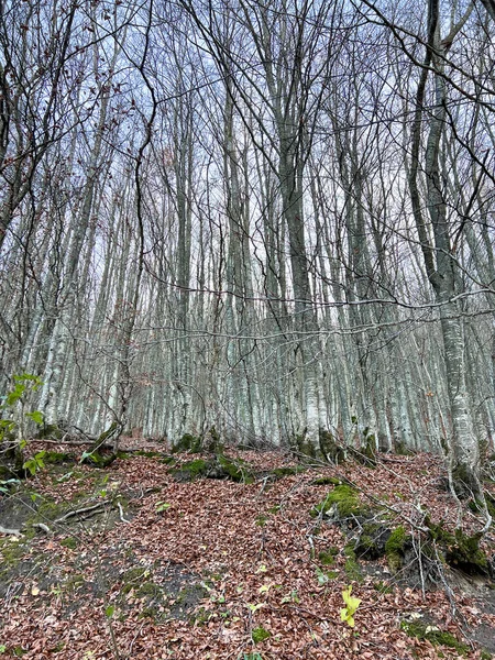 Букові Ліси Тоскано Емілійських Апеннінах Фотографія Високої Якості — стокове фото
