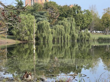 Pellerina park in Turin panoramic pond. High quality photo