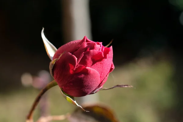 Still Unblossomed Bud Red Rose Sun High Quality Photo — Fotografia de Stock