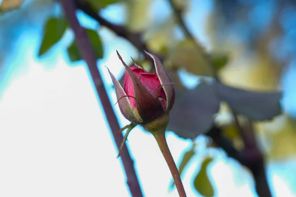 仍未开花的红玫瑰芽在阳光下绽放 高质量的照片 — 图库照片
