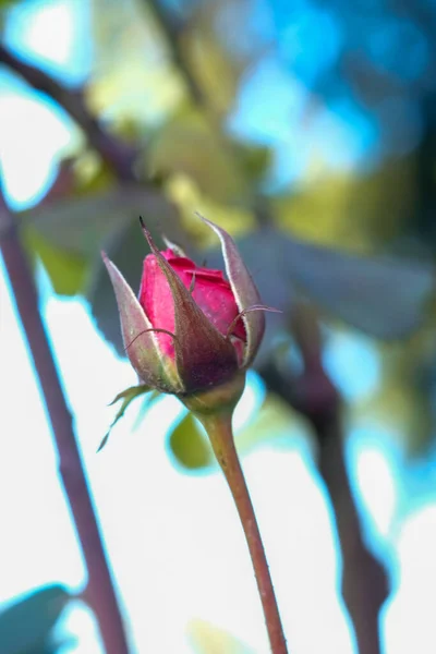 Still Unblossomed Bud Red Rose Sun High Quality Photo — Stockfoto